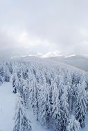 panorama of mountain pine forest in the snow