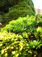 Macro photo in the green forest