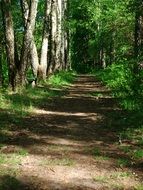 forest walkway in summer