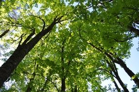 green tree crowns