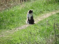 cat on the path