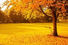 autumn fiery foliage