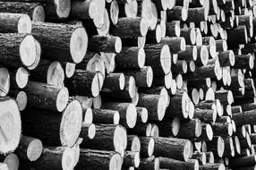 black and white photo of trees stacked on top of each other