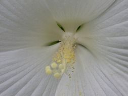 stamens of white hibiscus close-up