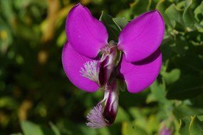 violent flower nature flora beautiful