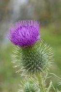 thistle macro flower scotch