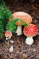 colorful dangerous mushroom fly agaric