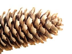 pine cone on white close up