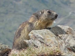 marmot on the stone