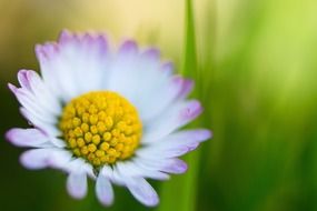 daisy on blurry background close-up
