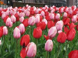 meadow of pink and red tulips close up