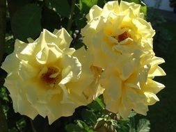 Yellow rose flowers in nature