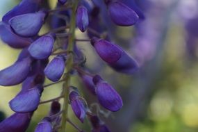 closeup of the purple glycine flower