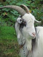 splendiferous goat