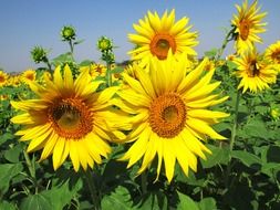 field of sunflowers under a blue sky