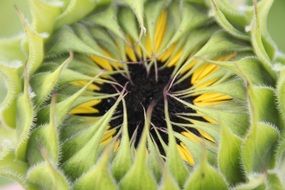 Sunflower seeds in the bud
