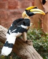 hornbill bird in captivity on a blurred background