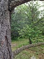 close up photo of tree in the forest