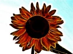 sunflower abstract