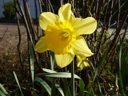 yellow daffodil in the garden in the spring