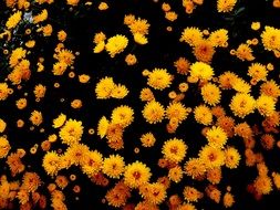 yellow chrysanthemums on a bush