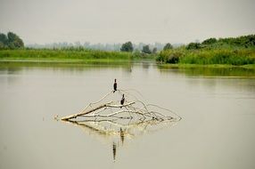 birds on a branch in a lake