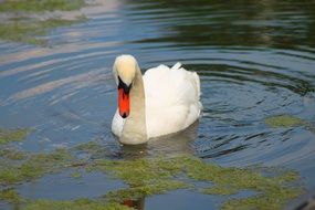 White swan on a pond