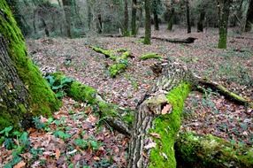 Dried leaves and trees in the forest