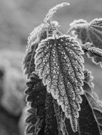 frosty leaves of stinging nettle