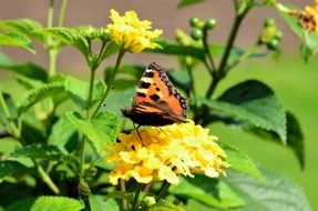 peacock butterfly in the summer garden