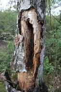 rotten birch in the forest