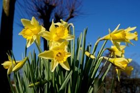 beautiful yellow narcissus blossoms in spring