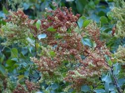 red-brown shrub
