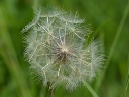 flying seeds of cute dandelion