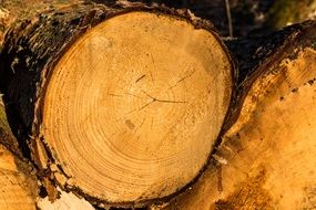 folded felled trees