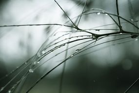 macro photo of delicate wet pine needles