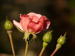 Rose with buds on a blurred background
