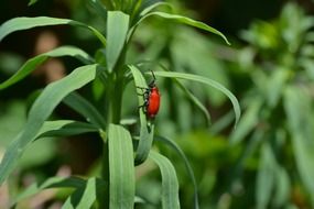 red cardinal beetle