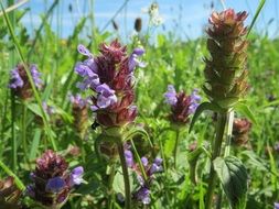 prunella vulgaris, common self-heal in bloom on meadow