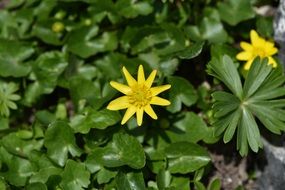 Yellow little bloom in green leaves
