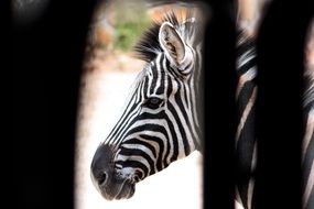 zebra behind the fence