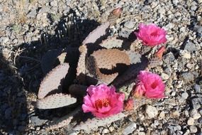 desert cactus flower