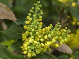 Oregon grape holly flower close-up on blurred background