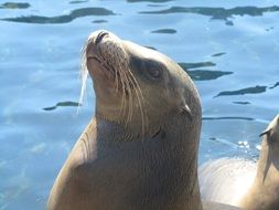seal in the water