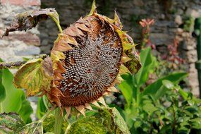 faded sun flower in the garden