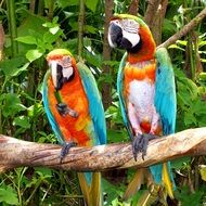 colorful parrots on a branch close up