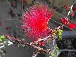 fluffy red calliandra