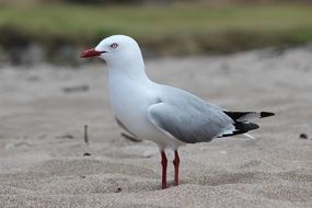 seagull bird with red neb