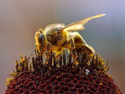 Macro photo of the bee on the colorful flower