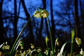 large snowdrops in the forest